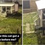 Man’s hilarious reaction to cat in tiny house goes viral