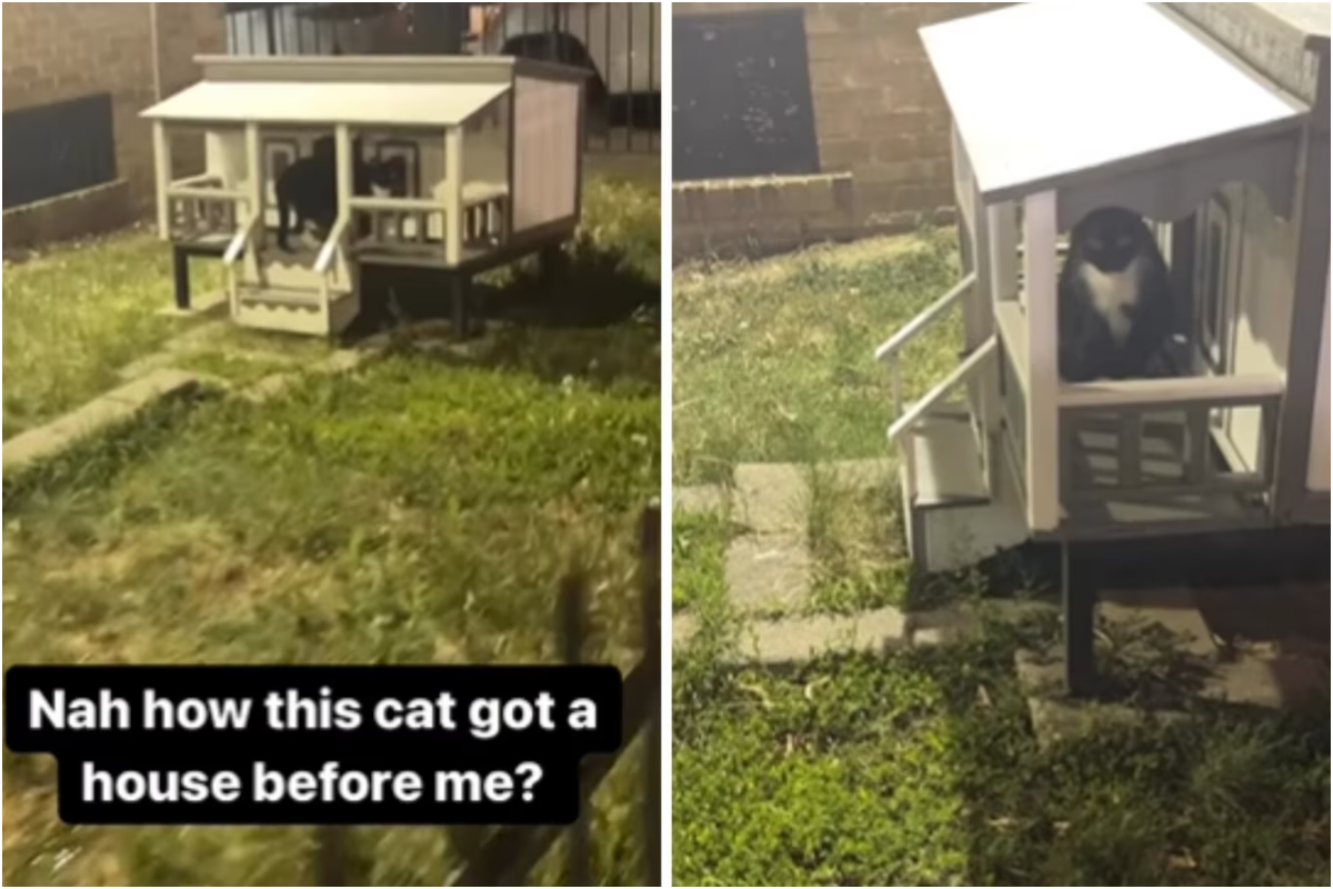 Man's hilarious reaction to cat in tiny house goes viral