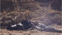 Lions Put Up Fierce Battle to Protect Their Prey