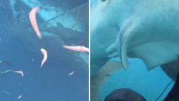 Divers Risk Lives to Save Endangered Whale Sharks