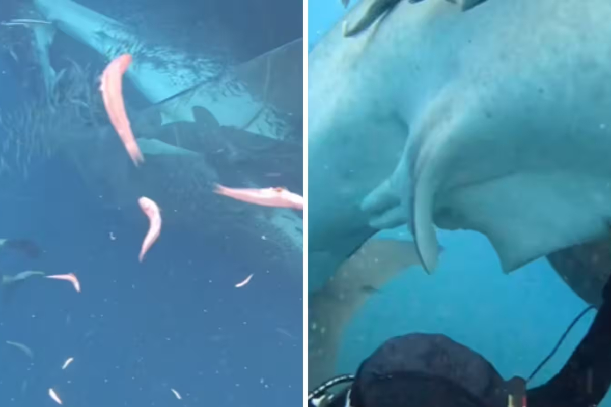 Divers Risk Lives to Save Endangered Whale Sharks