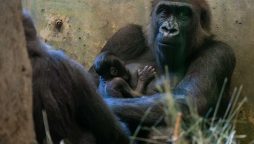 Male gorilla surprisingly gives birth in zoo in Ohio