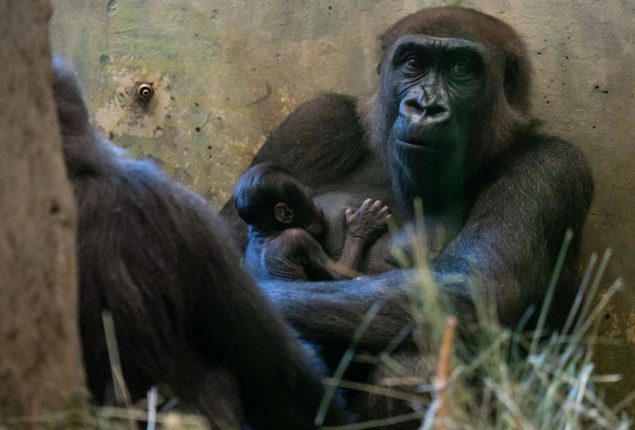 Male gorilla surprisingly gives birth in zoo in Ohio