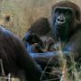 Male gorilla surprisingly gives birth in zoo in Ohio