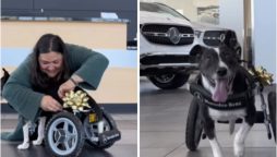 Mercedes-Benz Gives Dog the Wheels of a Lifetime