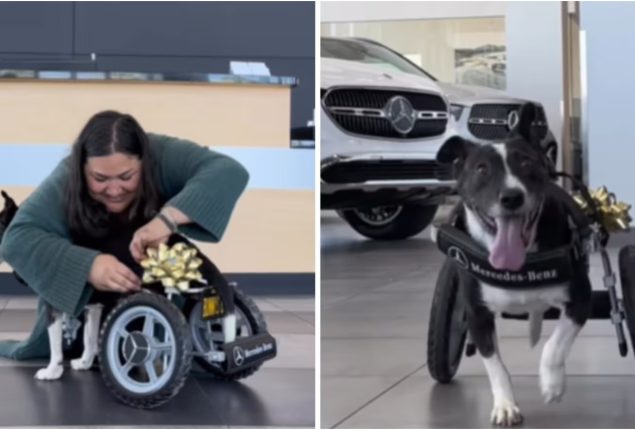 Mercedes-Benz Gives Dog the Wheels of a Lifetime