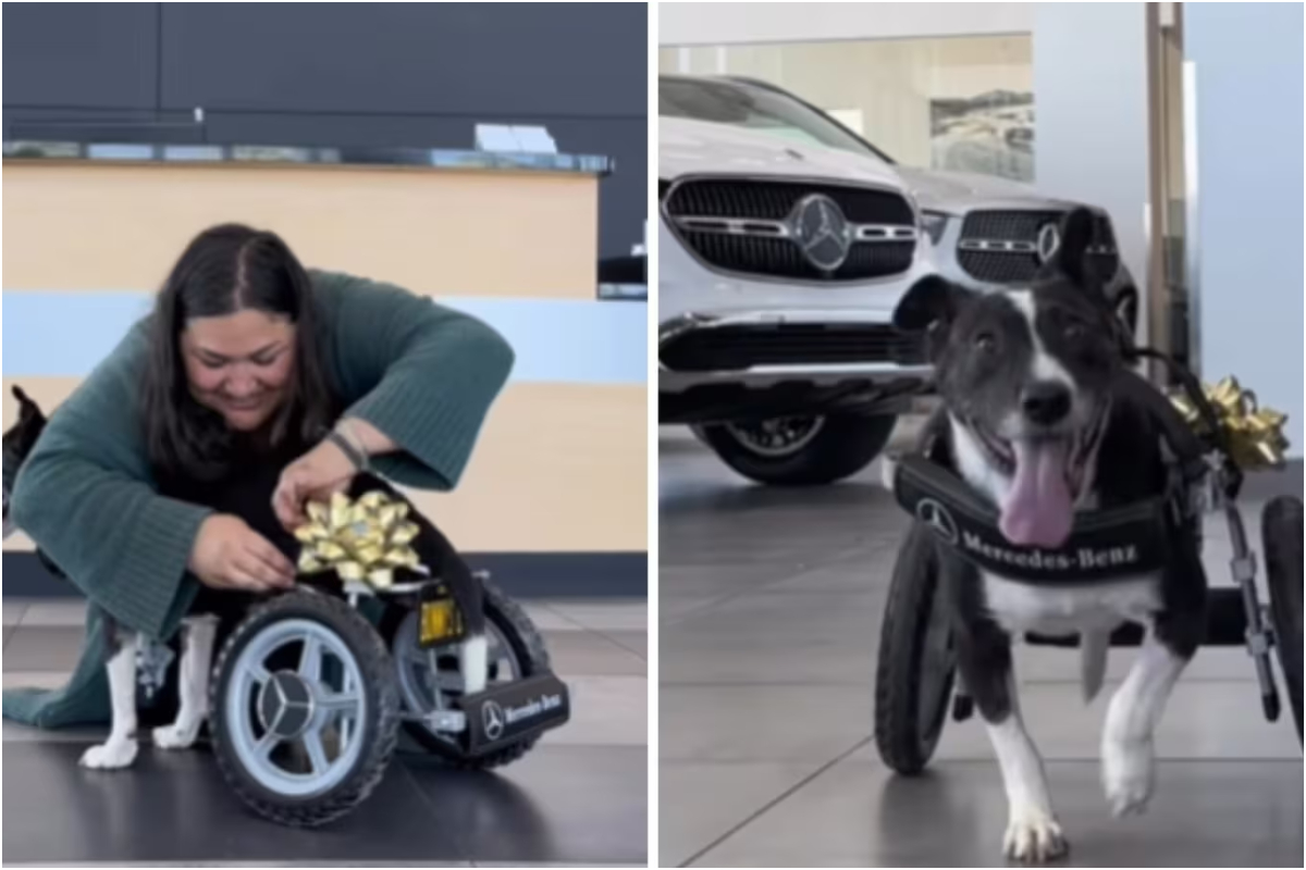 Mercedes-Benz Gives Dog the Wheels of a Lifetime