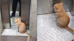 Ginger the cat takes elevator rides to explore housing society