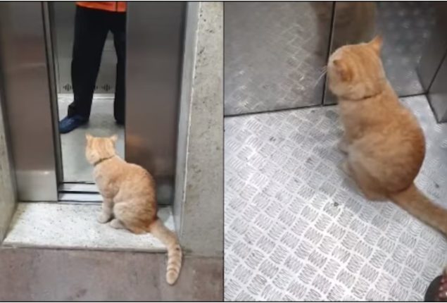 Ginger the cat takes elevator rides to explore housing society