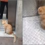 Ginger the cat takes elevator rides to explore housing society