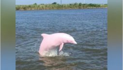 ‘Got Very Lucky’: Man Sees Rare Pink Dolphins in the Wild
