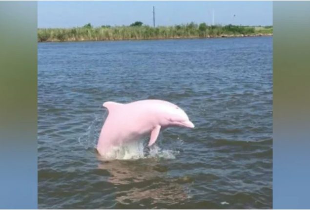‘Got Very Lucky’: Man Sees Rare Pink Dolphins in the Wild