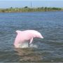 ‘Got Very Lucky’: Man Sees Rare Pink Dolphins in the Wild