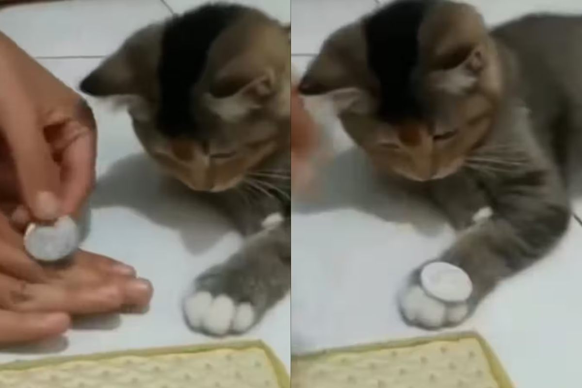Cat Learns Coin Trick in Minutes, Owner Is Stunned