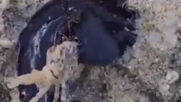 Real-Life Venom? Black Creature Eating Crab Goes Viral
