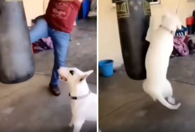 Dog Takes Up Boxing After Watching Human