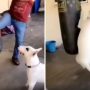 Dog Takes Up Boxing After Watching Human