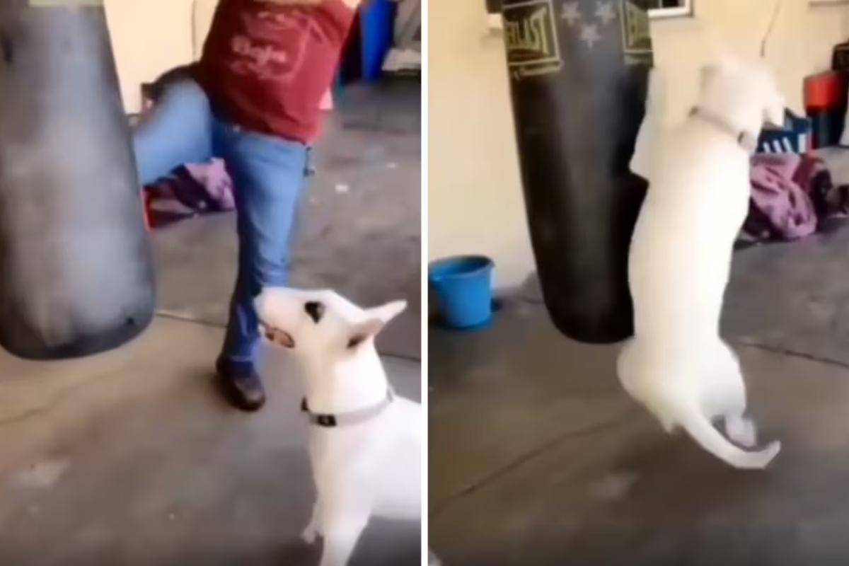 Dog Takes Up Boxing After Watching Human