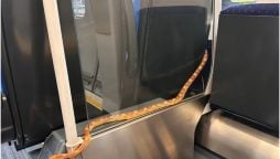 Snake in train