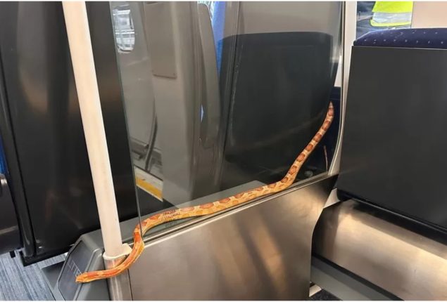 Snake Creates Tense Moment on Train to Leeds