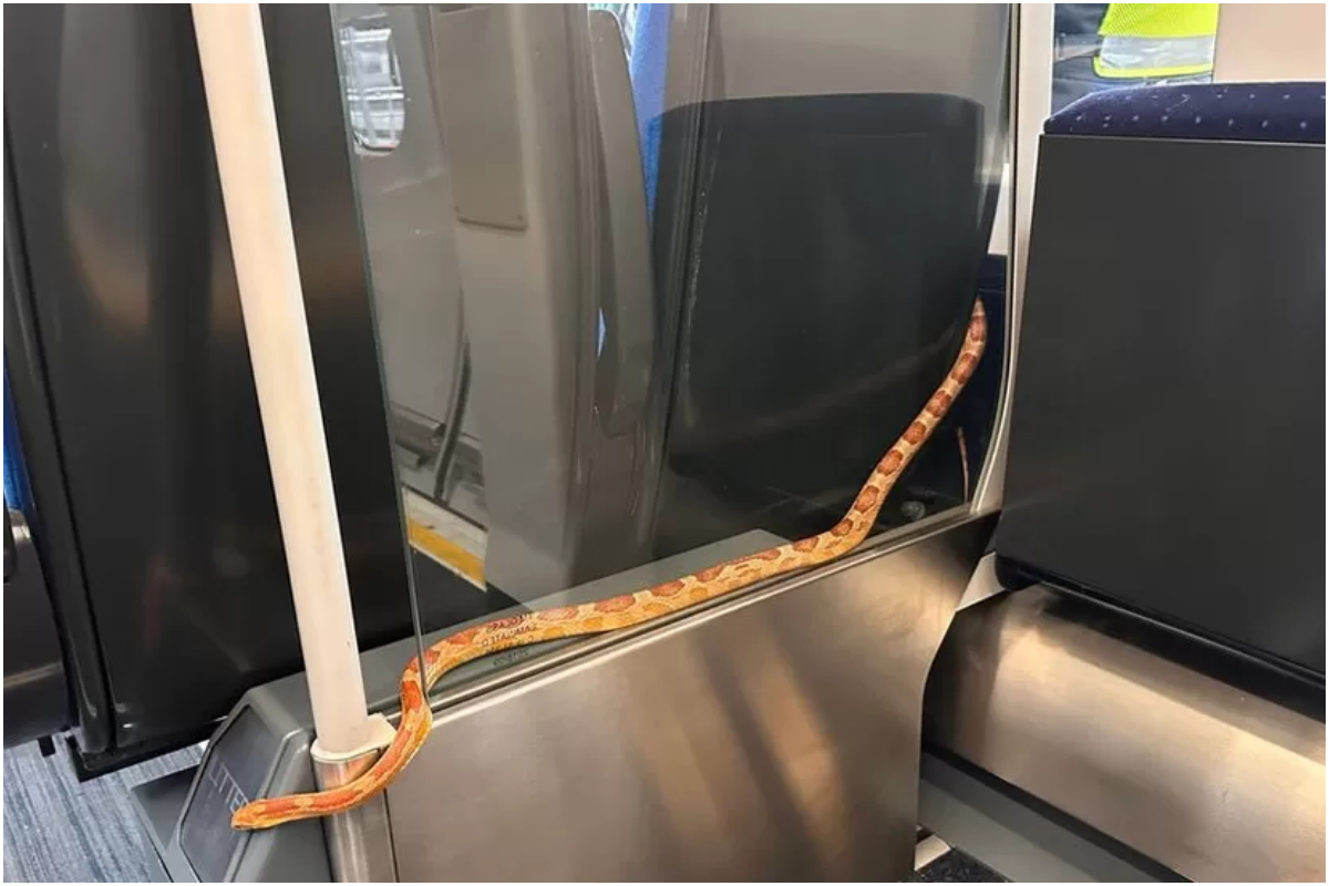 Snake in train