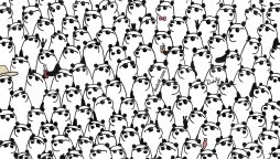Brain Teaser: Can You Find the 3 Pandas Without Sunglasses?
