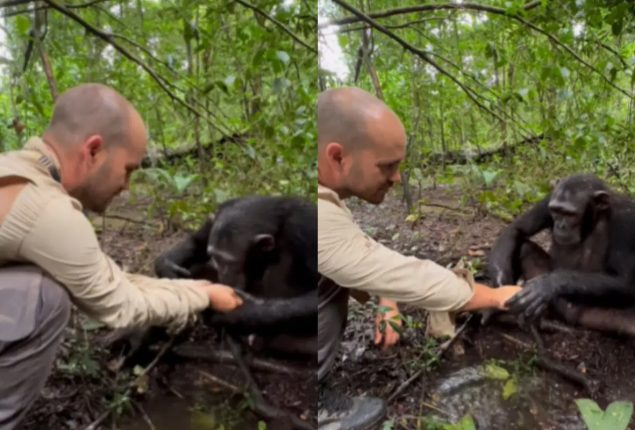 Chimpanzee Shows Gratitude by Washing JC Pieri's Hands