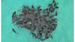 Nearly 100 Pilot Whales Beached in Australia, Half Perish Despite Rescue Efforts