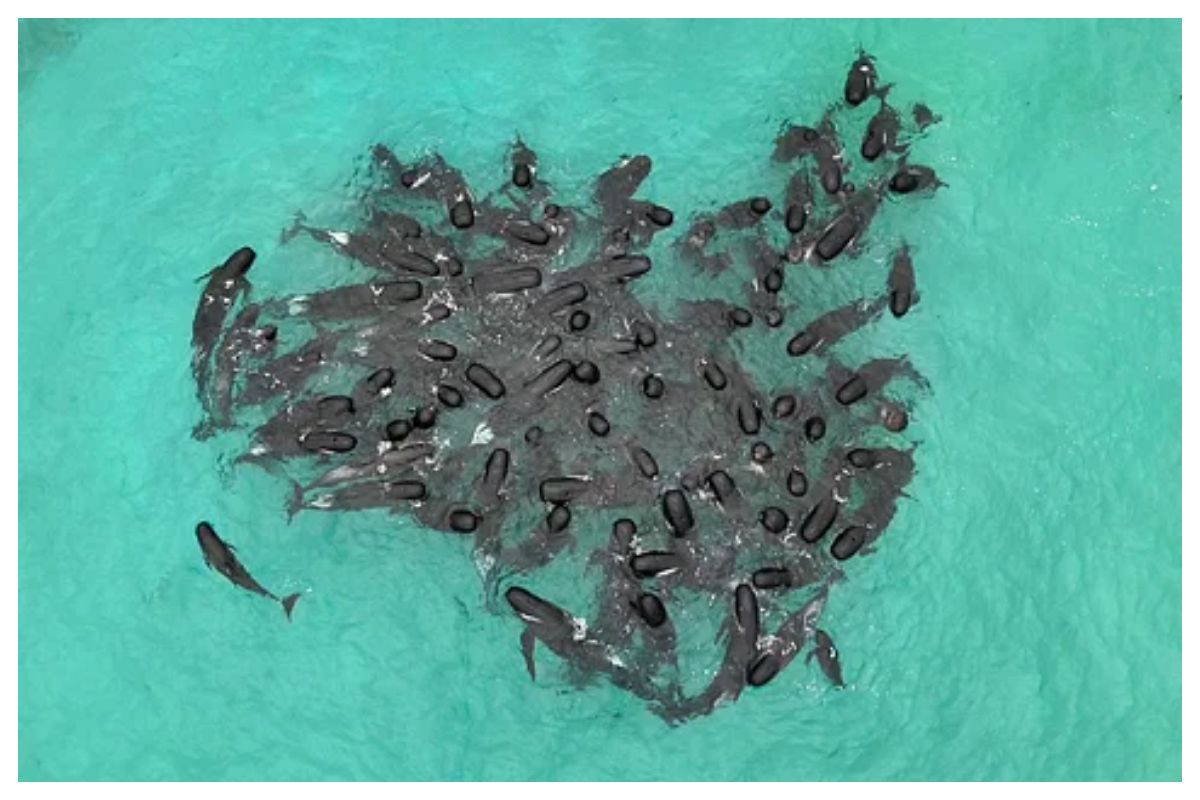 Whales Beached in Australia