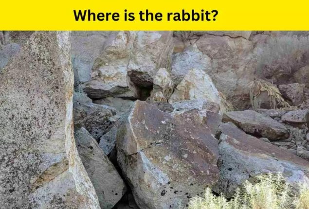 Optical Illusion: Can you find the rabbit in 6 seconds?