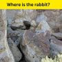 Optical Illusion: Can you find the rabbit in 6 seconds?