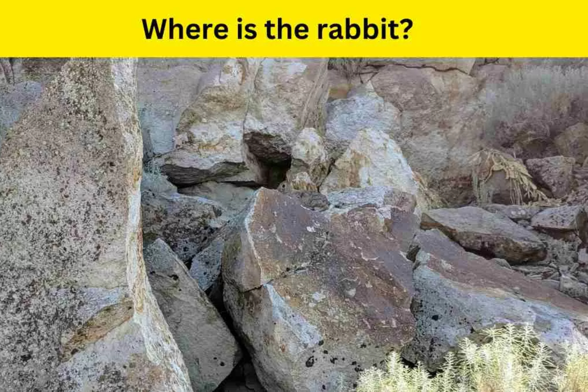 Optical Illusion: Can you find the rabbit in 6 seconds?