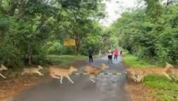 Mumbai Joggers Witness Incredible Sight of Prancing Deer