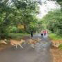 Mumbai Joggers Witness Incredible Sight of Prancing Deer