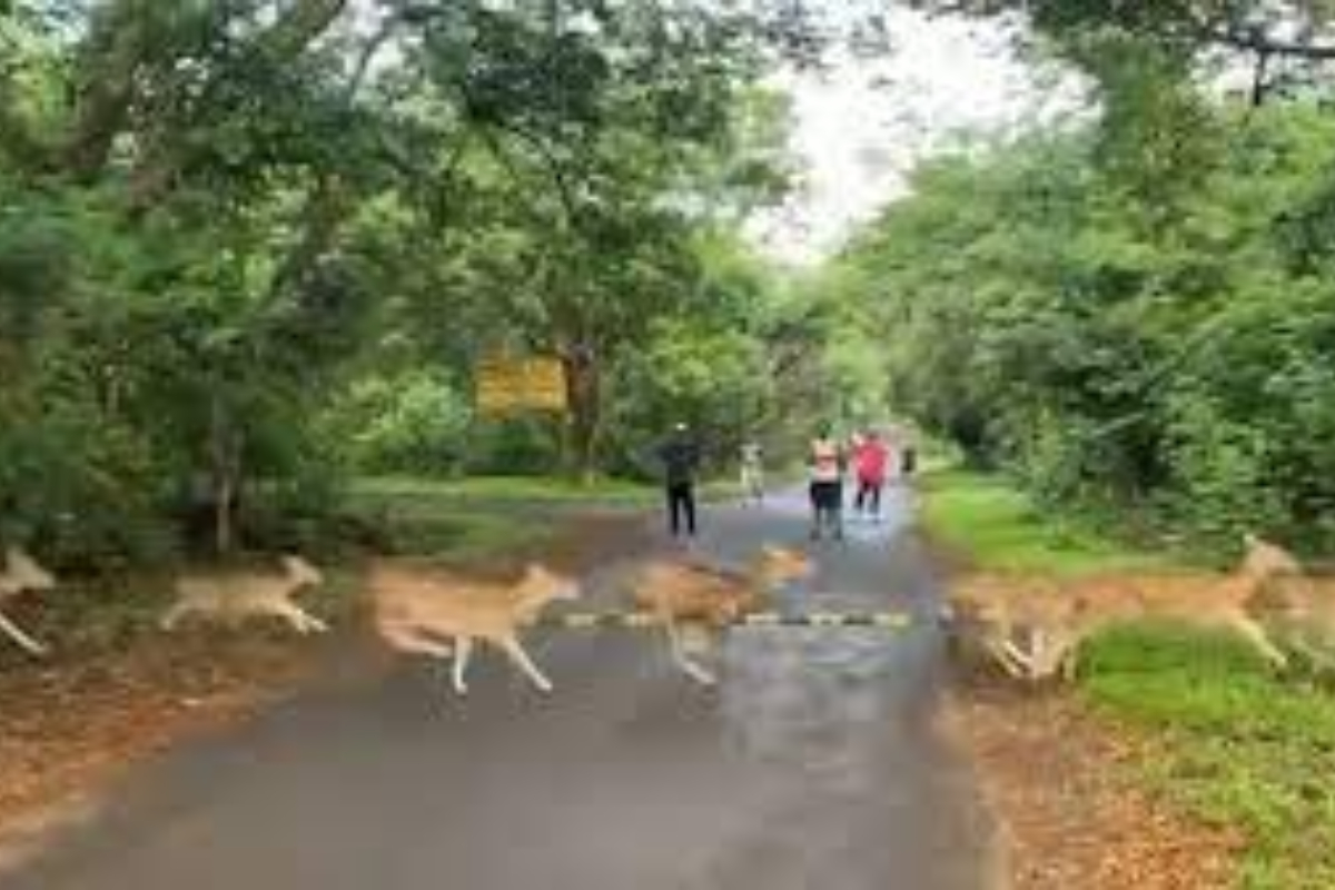 Mumbai Joggers Witness Incredible Sight of Prancing Deer