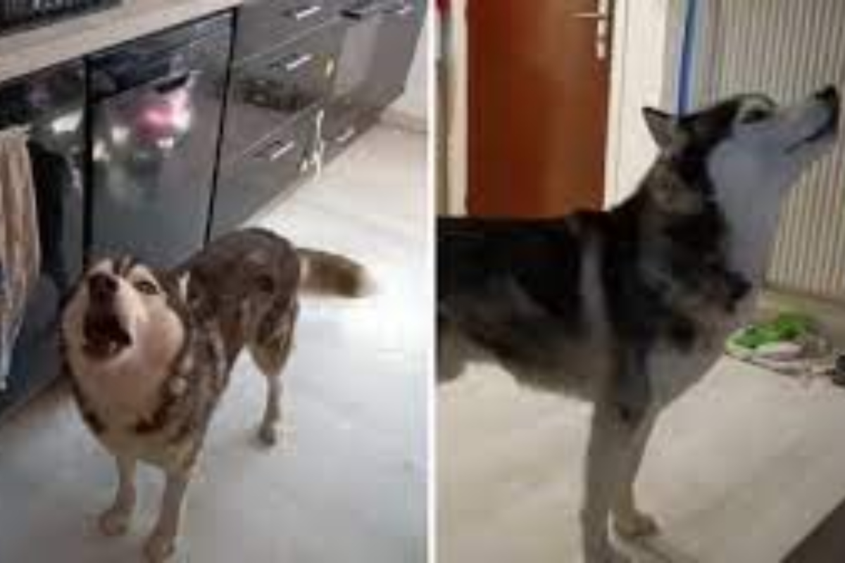 Dog's Debate Tactics Leave Owner Speechless