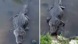 Turtle Steals Alligator’s Lunch, Makes Croc Look Like a Fool