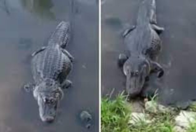 Turtle Steals Alligator’s Lunch, Makes Croc Look Like a Fool