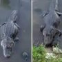 Turtle Steals Alligator’s Lunch, Makes Croc Look Like a Fool