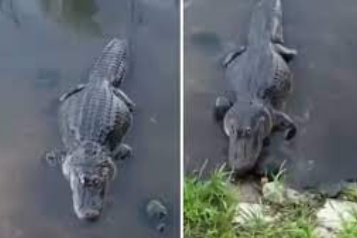 Turtle Steals Alligator's Lunch, Makes Croc Look Like a Fool