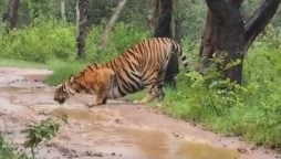 Tiger Spotted Drinking from Puddle on Road in Bandipur