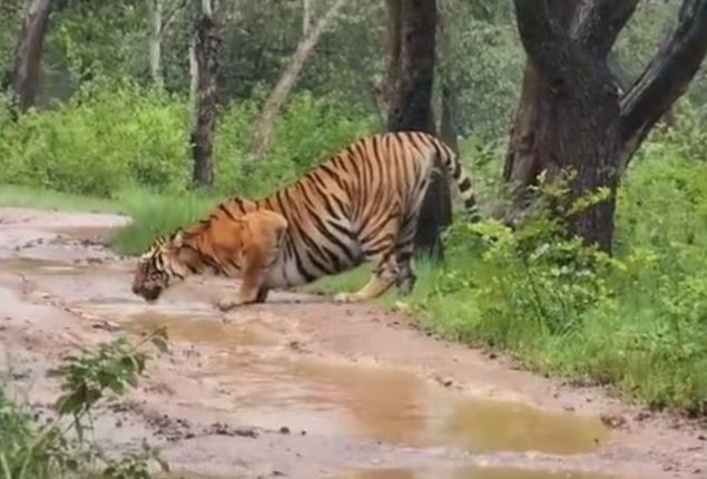 Tiger Spotted Drinking from Puddle on Road in Bandipur