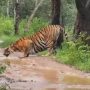 Tiger Spotted Drinking from Puddle on Road in Bandipur