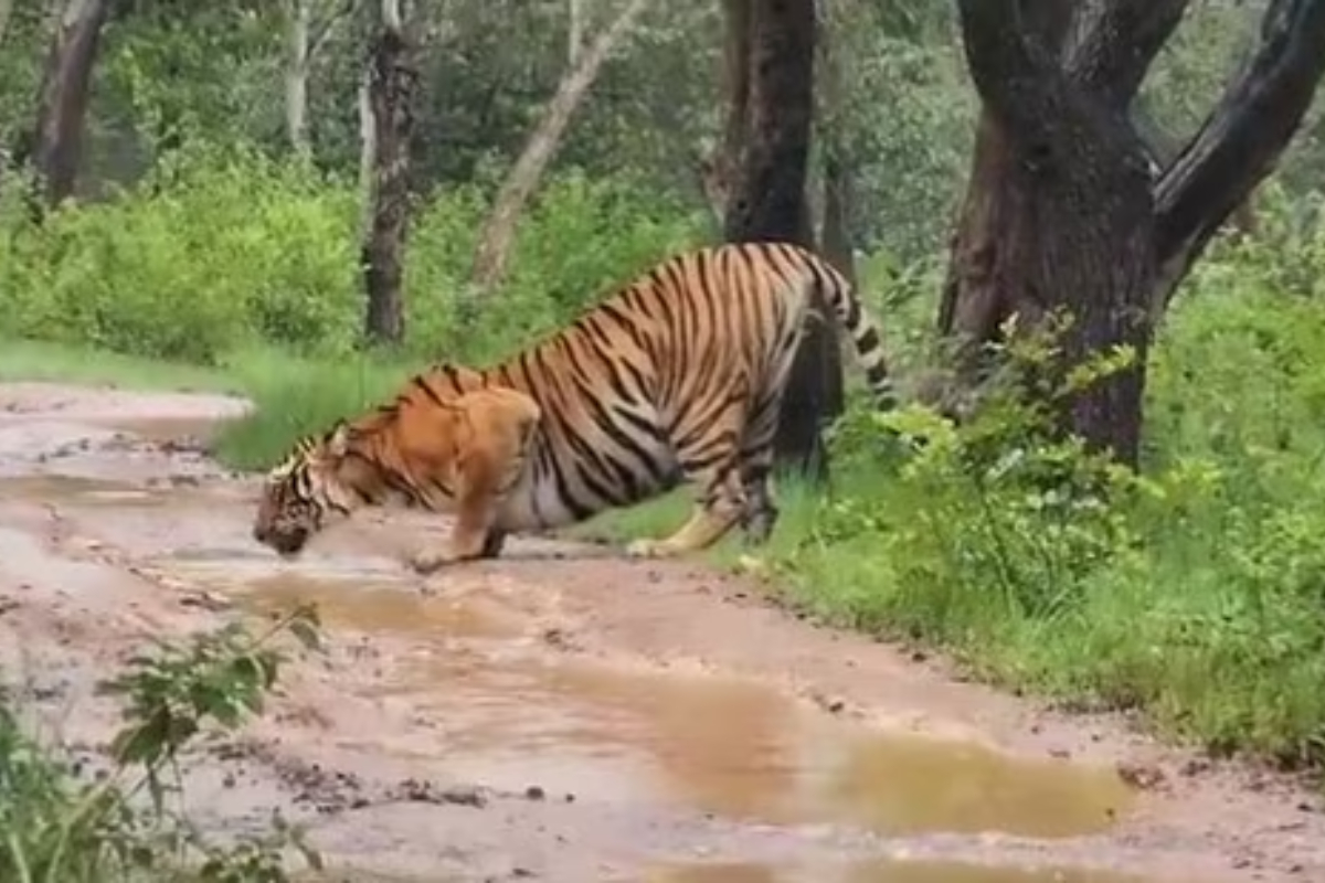 Tiger Spotted Drinking from Puddle on Road in Bandipur
