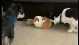 Dog's heroic act saves bunny from cat attack