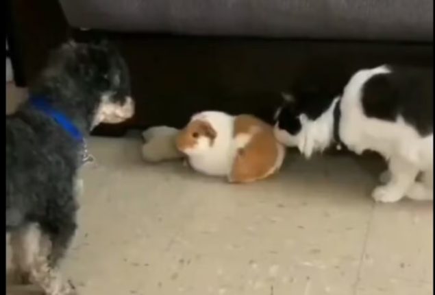 Dog's heroic act saves bunny from cat attack