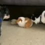Dog’s heroic act saves bunny from cat attack