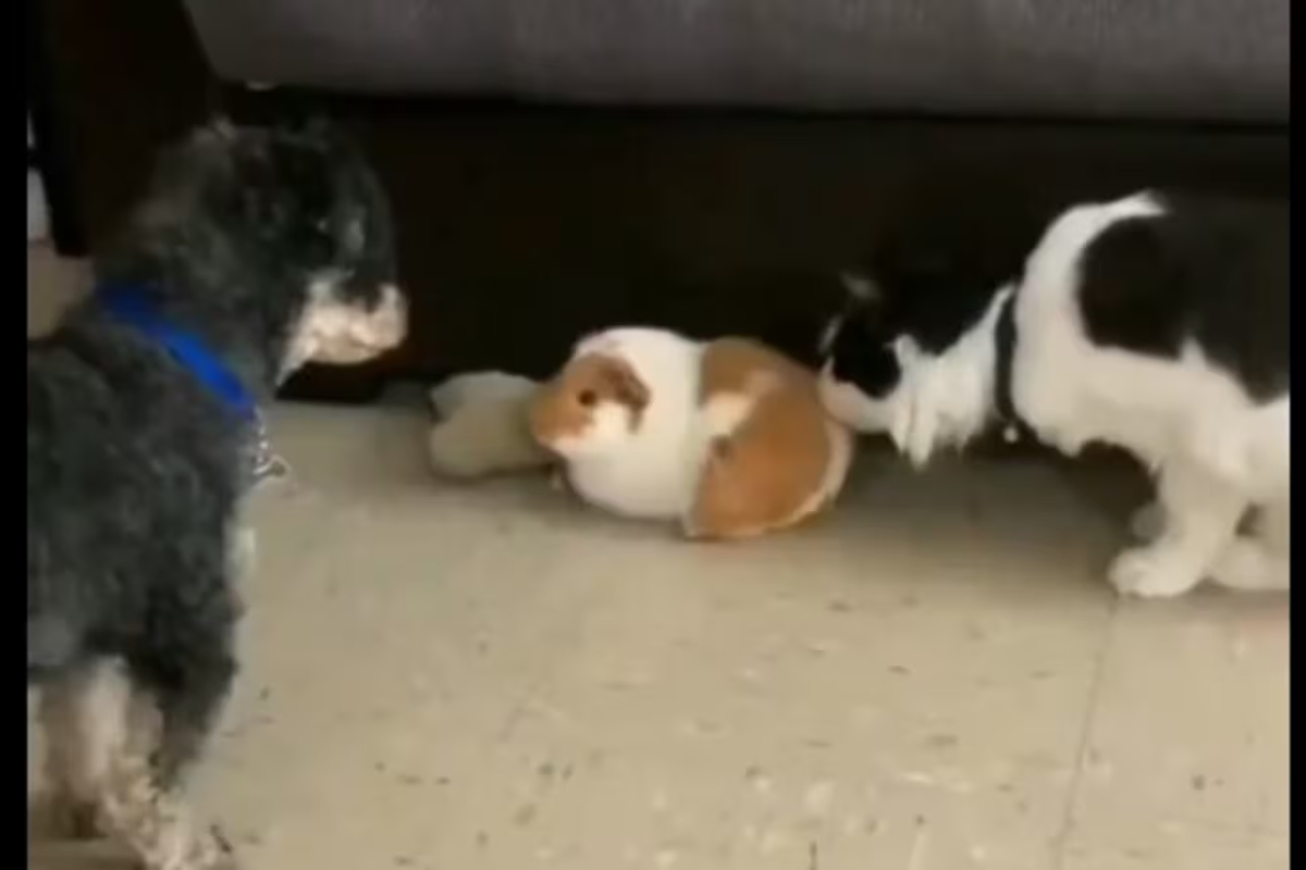 Dog's heroic act saves bunny from cat attack