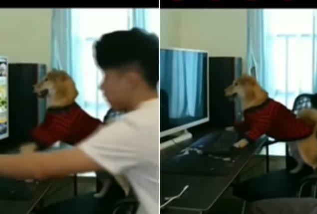 Puppy Has a Meltdown When Human 'Pauses' His Video Game