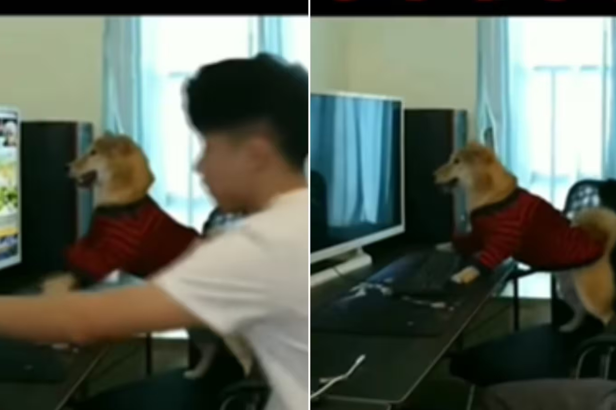 Puppy Has a Meltdown When Human 'Pauses' His Video Game